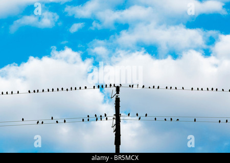Gli uccelli seduti sui conduttori di elettricità - cielo blu e nuvole bianche Foto Stock