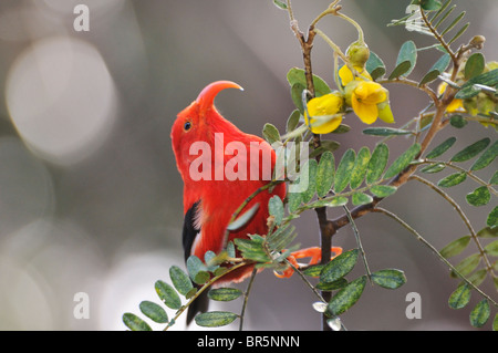 'I'iwi bird - Hawaiian Honeycreeper - estrazione di nettare, Maui, Hawaii le isole Hawaii, Stati Uniti d'America. Foto Stock