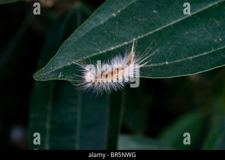 Caterpillar - una fase pelose della farfalla Foto Stock