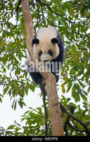 Panda gigante cub giocando su albero, Ya'an, Sichuan, in Cina Foto Stock