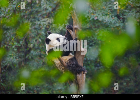 Panda gigante cub giocando su albero, Ya'an, Sichuan, in Cina Foto Stock