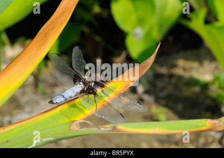 Ampia corposo Chaser Dragonfly (Libellula depressa) maschio a riposo sulla foglia, Oxfordshire, Regno Unito Foto Stock