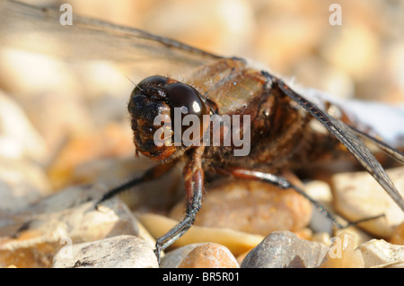 Ampia corposo Chaser Dragonfly (libellula depressa) close-up di testa del maschio, Oxfordshire, Regno Unito. Foto Stock