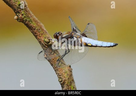 Ampia corposo Chaser Dragonfly (Libelulla depressa) maschio a riposo su acqua, Oxfordshire, Regno Unito. Foto Stock