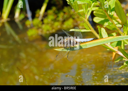 Ampia corposo Chaser Dragonfly (Libellula depressa) a riposo su foglie di oltre acqua, Oxfordshire, Regno Unito. Foto Stock