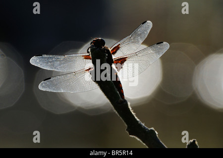 Ampia corposo Chaser Dragonfly (Libellula depressa) a riposo in silhouette, Oxfordshire, Regno Unito. Foto Stock