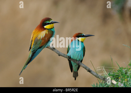 Unione Gruccione (Merops apiaster) coppia arroccato su ramoscello, Bulgaria Foto Stock