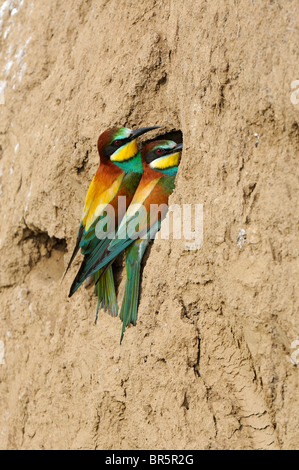 Unione Gruccione (Merops apiaster) coppia appollaiato sul banco di sabbia al foro di nido, Bulgaria Foto Stock