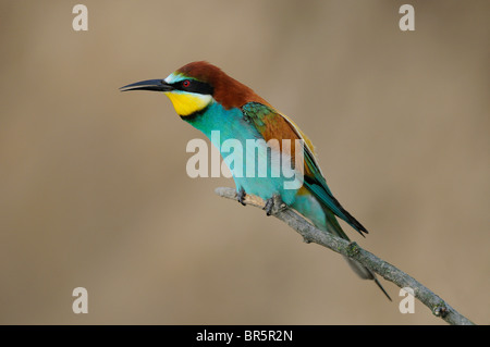 Unione Gruccione (Merops apiaster) arroccato su ramoscello, chiamando, Bulgaria Foto Stock