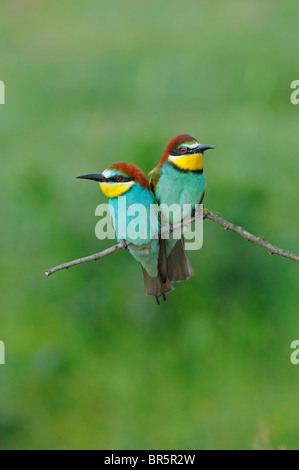 Unione Gruccione (Merops apiaster) coppia arroccato insieme sul ramoscello, Bulgaria Foto Stock