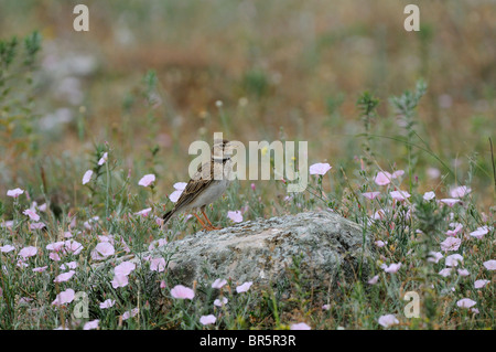 Calandra Lark (Melanocorypha calandra) appollaiato sulla roccia sul terreno, Bulgaria Foto Stock