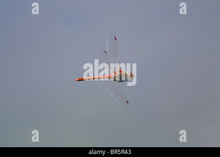 Common Darter Dragonfly (Sympetrum striolatum) in volo, Oxfordshire, Regno Unito. Foto Stock