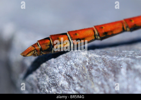 Common Darter Dragonfly (Sympetrum striolatum) close-up di maschio addome, Oxfordshire, Regno Unito. Foto Stock