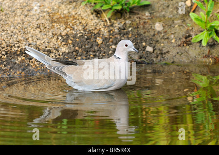 Colomba a collare (Streptopelia decaocto) in piedi in acqua, Oxfordshire, Regno Unito. Foto Stock