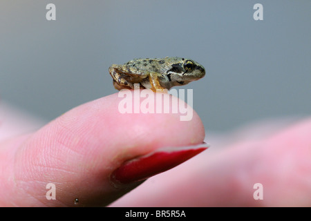 Rana comune (Rana temporaria) piccoli froglet udienza del dito umano, Oxfordshire, Regno Unito Foto Stock