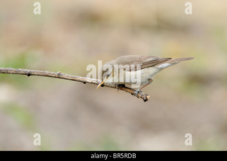 Olivaceous trillo (Hippolais pallida) appollaiato sul ramo, Bulgaria Foto Stock