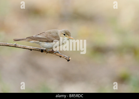 Olivaceous trillo (Hippolais pallida) arroccato su ramoscello, Bulgaria Foto Stock