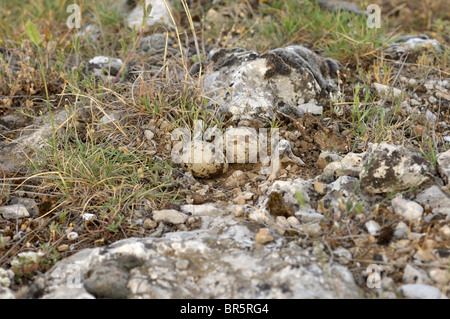 In pietra (curlew Burhinus oedicnemus) nido su un terreno con due uova, Bulgaria Foto Stock