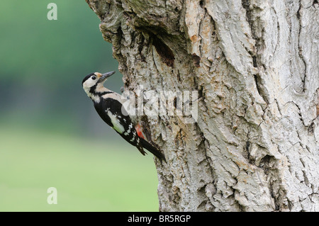 Siro Picchio Rosso (Dendrocopos syriacus) arroccato su albero di ingresso al nido, Bulgaria Foto Stock