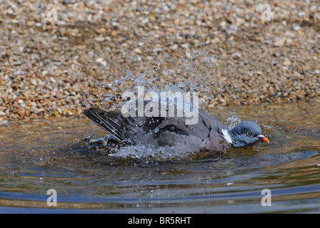 Woodpigeon (Columba palumbus) bagni in acqua, Oxfordshire, Regno Unito. Foto Stock