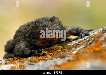 Ululone dal ventre giallo (Bombina variegata) Bulgaria Foto Stock