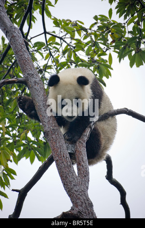 Panda gigante cub giocando su albero, Ya'an, Sichuan, in Cina Foto Stock