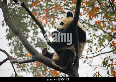 Panda gigante cub giocando su albero con fogliame di autunno, Ya'an, Sichuan, in Cina Foto Stock