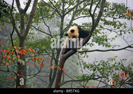 Panda gigante cub giocando su albero con fogliame di autunno, Ya'an, Sichuan, in Cina Foto Stock