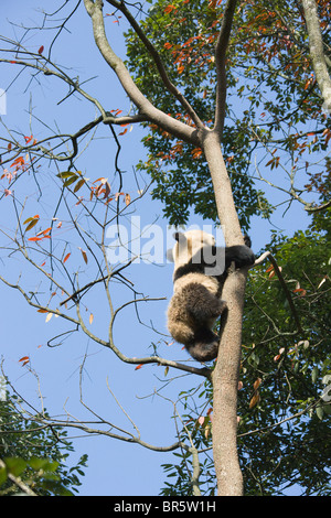 Panda gigante cub giocando su albero con fogliame di autunno, Ya'an, Sichuan, in Cina Foto Stock