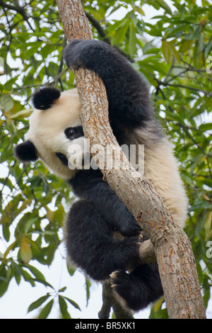 Panda gigante cub giocando su albero, Ya'an, Sichuan, in Cina Foto Stock