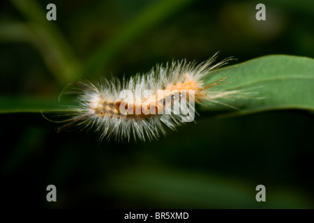 Caterpillar - una fase pelose della farfalla Foto Stock