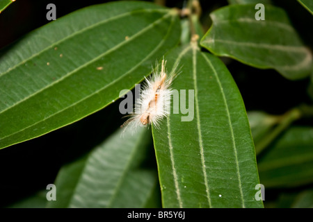 Caterpillar - una fase pelose della farfalla Foto Stock