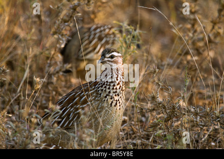 Crested Francolin (Peliperdix sephaena) (Francolinus sephaena) (Dendroperdix sephaena) Bospatrys maschio Foto Stock