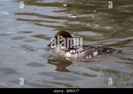 Comune Femmina Goldeneye pagaiando su un laghetto Foto Stock