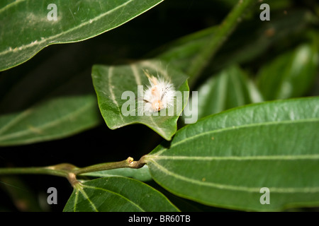 Caterpillar - una fase pelose della farfalla Foto Stock