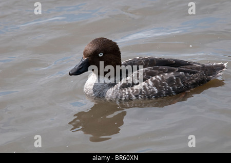 Comune Femmina Goldeneye pagaiando su un laghetto Foto Stock