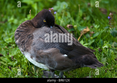 Femmine sospette Goldeneye duck seppellisce è bill in piume Foto Stock