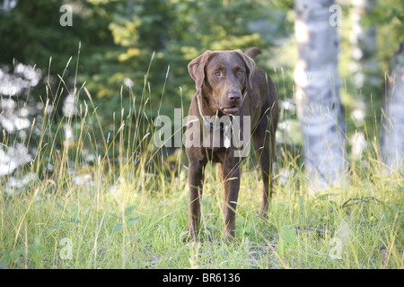 Wisconsin Foto Stock