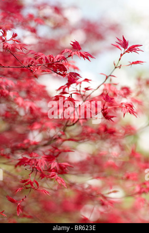 Acer palmatum Foto Stock