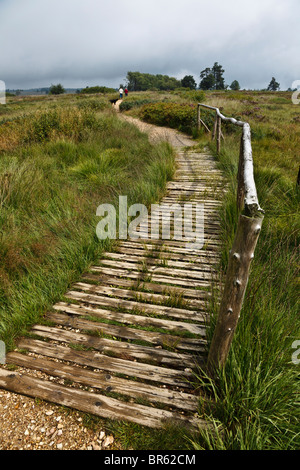 Il Boardwalk attraverso 'Boggy massa al Domaine de Bérinzenne, parte del Parc National Hautes Fagnes vicino a Spa, la Vallonia, Belgio Foto Stock