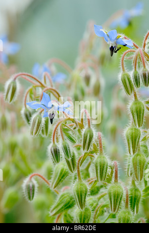 Borragine officinalis, borragine fiori e boccioli. Foto Stock