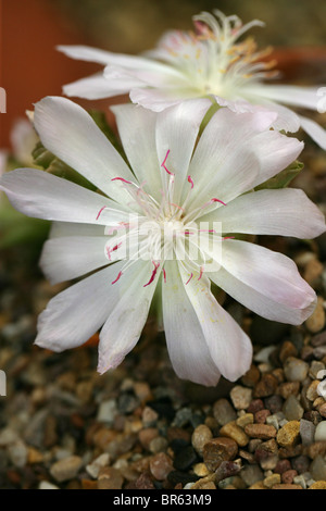 Bitter-Root sabbia rosa, Lewisia rediviva, Portulacaceae. Aka radice amara, Bitterroot, Oregon Bitter-Root, Oregon Bitteroot. Foto Stock