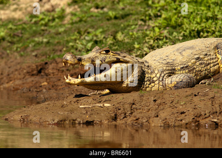 Caimano con bocca aperta Foto Stock