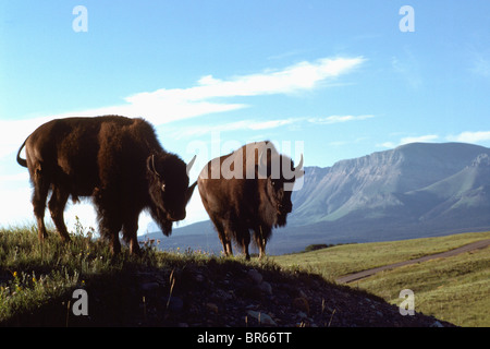 Buffalo (Bison bison) mucca roaming nel paddock, Parco Nazionale dei laghi di Waterton, Canadian Rockies, Alberta, Canada - animali selvatici Foto Stock