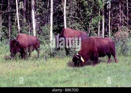 Buffalo (Bison bison) pascolo del bestiame lungo Alaska Highway, Northern BC, British Columbia, Canada - animali selvatici Foto Stock