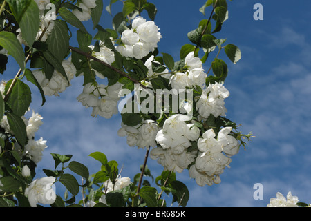 Mock orange (Filadelfo coronarius) fiori contro un Cielo di estate blu Foto Stock