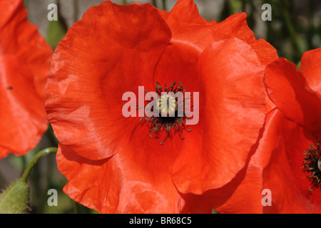 A lungo guidato papavero (Papaver dubium) fiore seedpod e antere Foto Stock