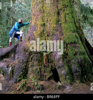 Carmanah Walbran Parco Provinciale, Isola di Vancouver, BC, British Columbia, Canada - Giant Sitka Spruce Tree (Picea sitchensis) Foto Stock