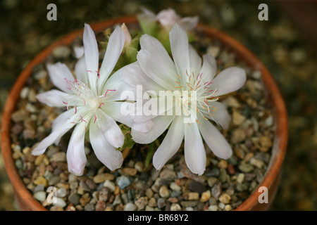 Bitter-Root sabbia rosa, Lewisia rediviva, Portulacaceae. Aka radice amara, Bitterroot, Oregon Bitter-Root, Oregon Bitteroot. Foto Stock