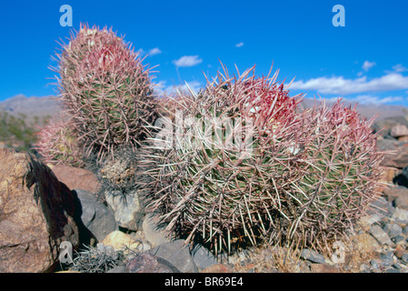 Il cotone Top Cactus (Echinocactus polycephalus) cresce nel deserto, il Parco Nazionale della Valle della Morte, CALIFORNIA, STATI UNITI D'AMERICA Foto Stock